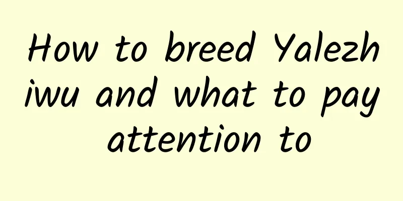 How to breed Yalezhiwu and what to pay attention to