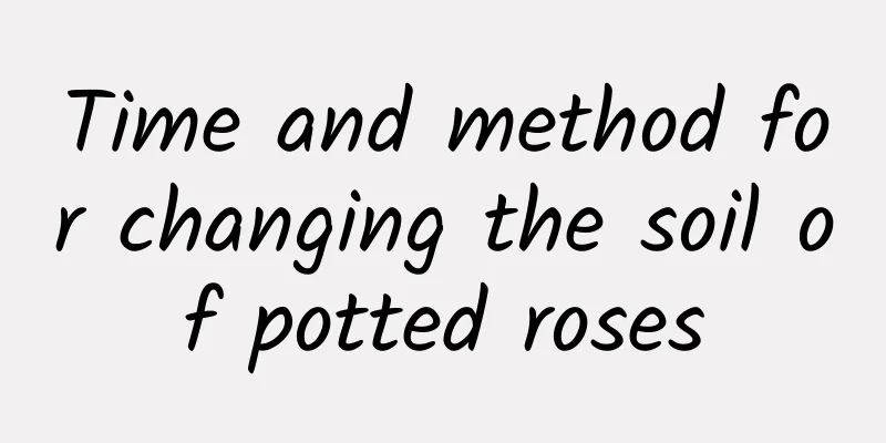 Time and method for changing the soil of potted roses