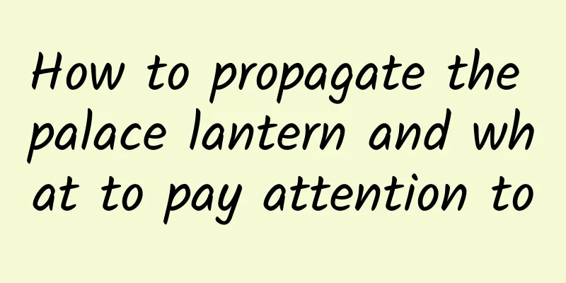 How to propagate the palace lantern and what to pay attention to