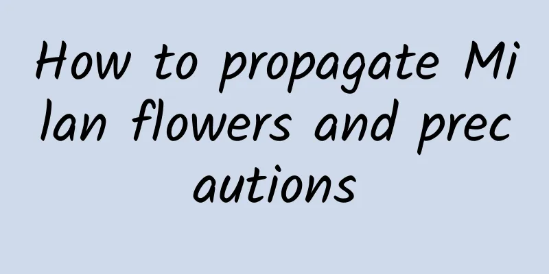How to propagate Milan flowers and precautions