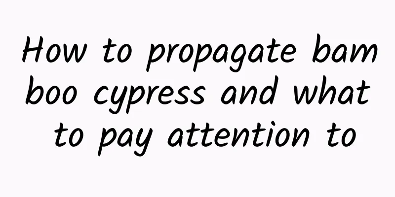 How to propagate bamboo cypress and what to pay attention to