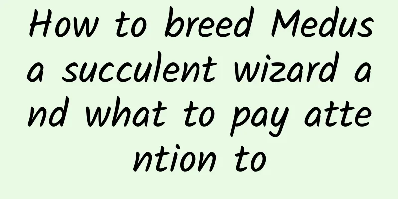 How to breed Medusa succulent wizard and what to pay attention to