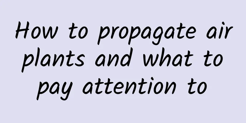 How to propagate air plants and what to pay attention to
