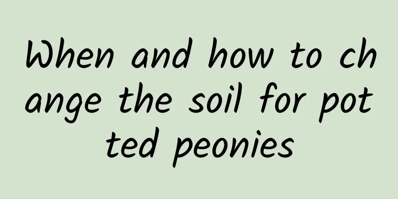 When and how to change the soil for potted peonies