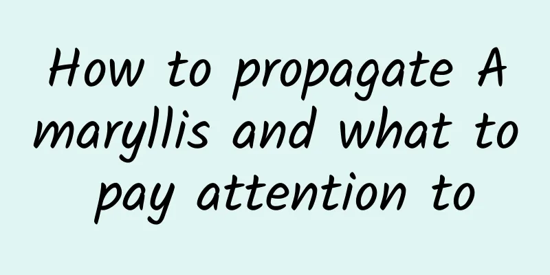 How to propagate Amaryllis and what to pay attention to