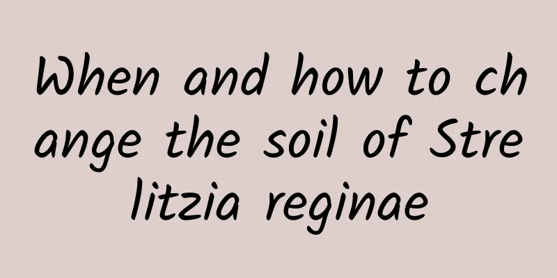 When and how to change the soil of Strelitzia reginae