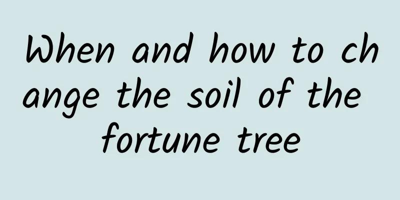 When and how to change the soil of the fortune tree
