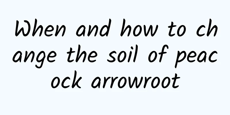 When and how to change the soil of peacock arrowroot