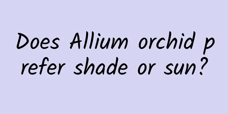 Does Allium orchid prefer shade or sun?