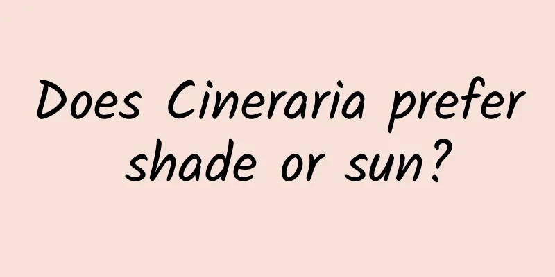 Does Cineraria prefer shade or sun?