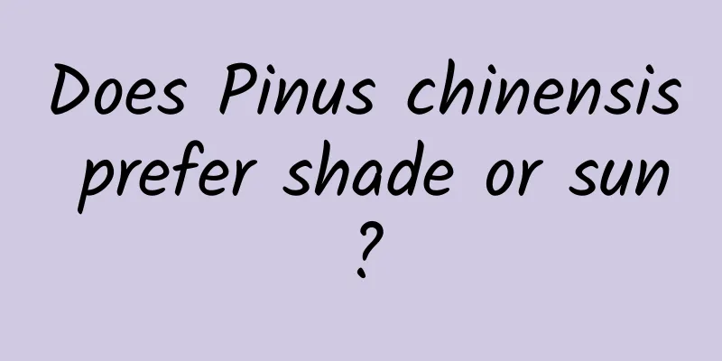 Does Pinus chinensis prefer shade or sun?