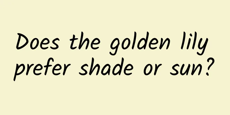 Does the golden lily prefer shade or sun?