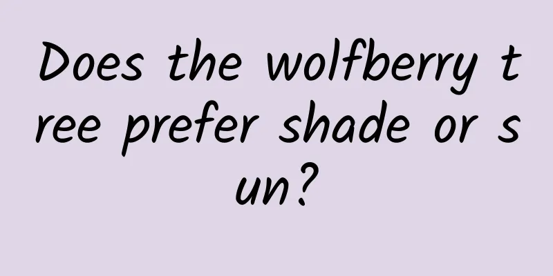 Does the wolfberry tree prefer shade or sun?
