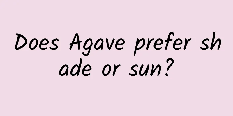 Does Agave prefer shade or sun?