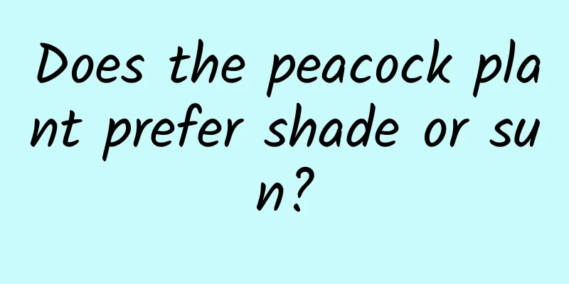 Does the peacock plant prefer shade or sun?