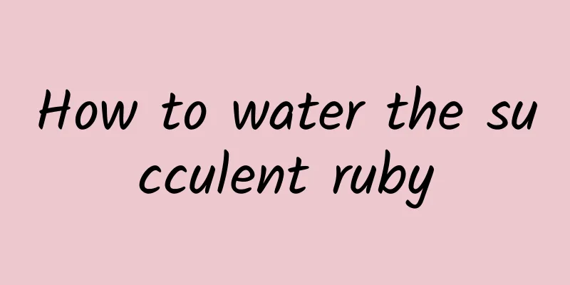 How to water the succulent ruby