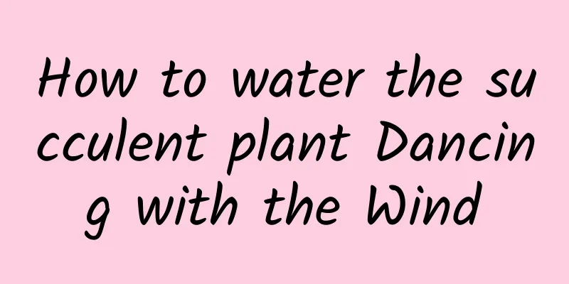 How to water the succulent plant Dancing with the Wind