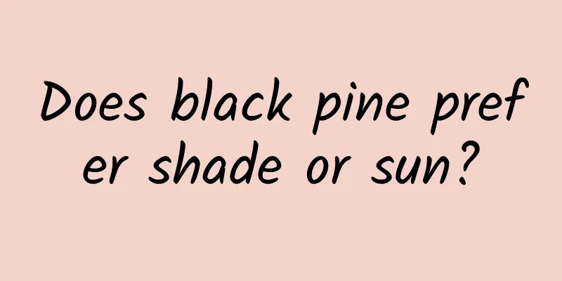 Does black pine prefer shade or sun?