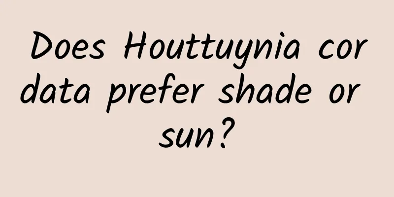 Does Houttuynia cordata prefer shade or sun?