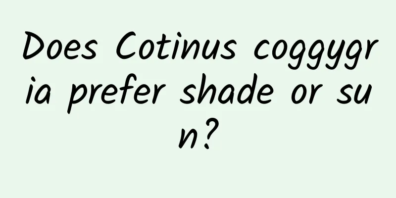 Does Cotinus coggygria prefer shade or sun?