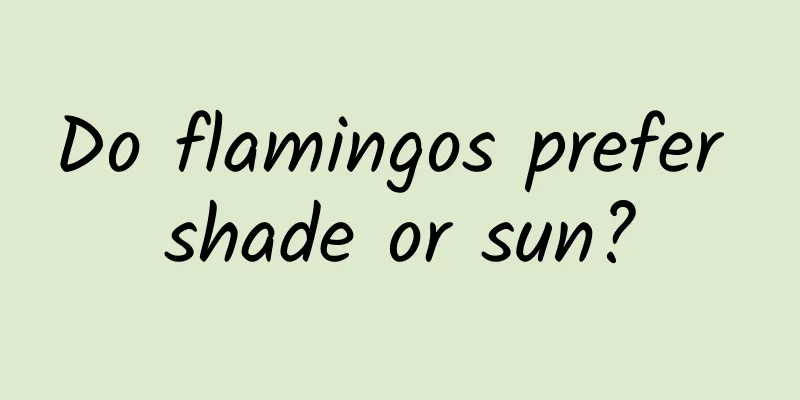 Do flamingos prefer shade or sun?