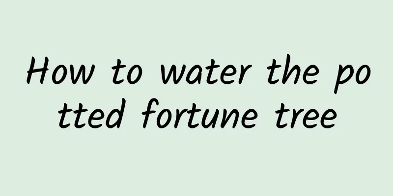 How to water the potted fortune tree