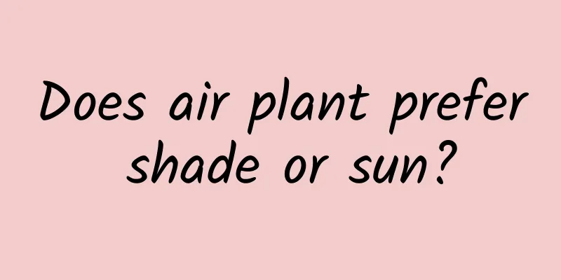 Does air plant prefer shade or sun?