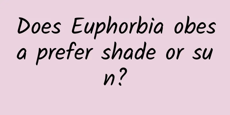 Does Euphorbia obesa prefer shade or sun?