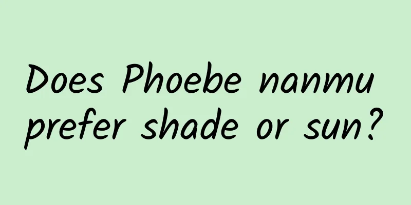 Does Phoebe nanmu prefer shade or sun?