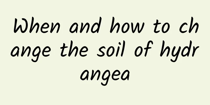 When and how to change the soil of hydrangea