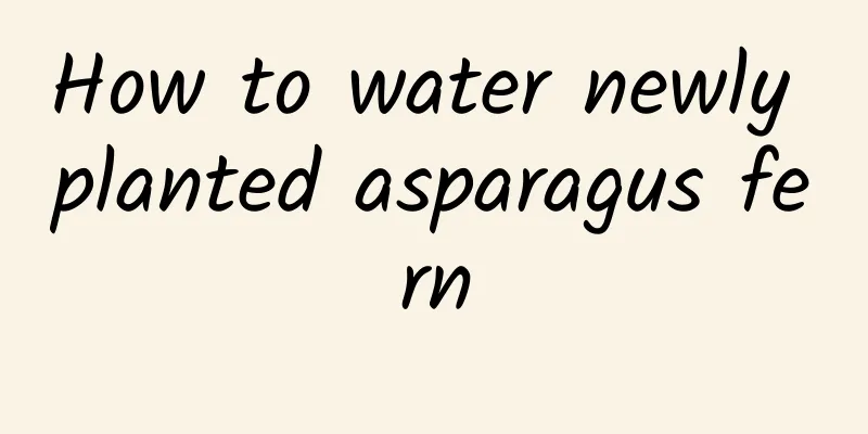 How to water newly planted asparagus fern