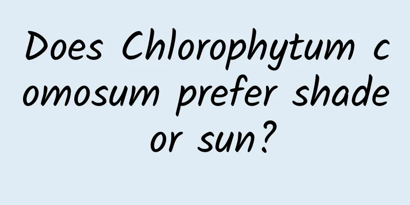 Does Chlorophytum comosum prefer shade or sun?