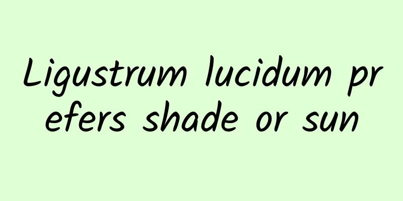 Ligustrum lucidum prefers shade or sun