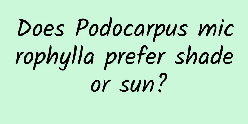 Does Podocarpus microphylla prefer shade or sun?