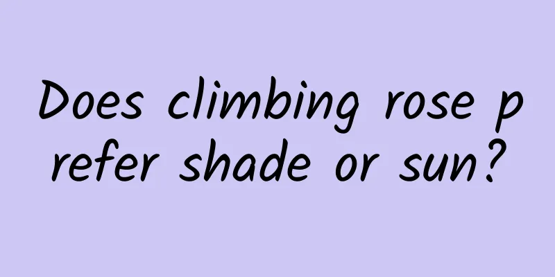 Does climbing rose prefer shade or sun?