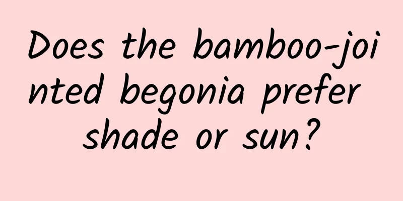 Does the bamboo-jointed begonia prefer shade or sun?