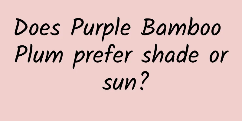 Does Purple Bamboo Plum prefer shade or sun?