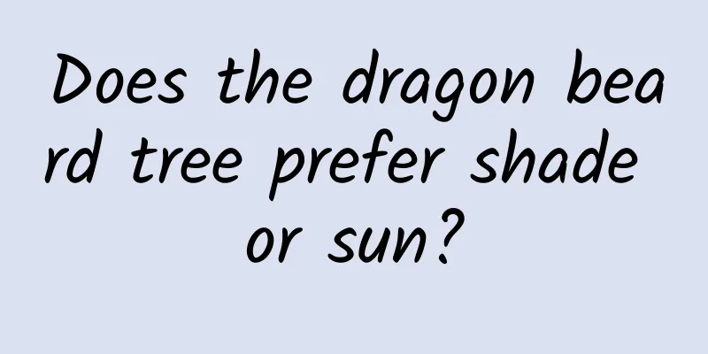 Does the dragon beard tree prefer shade or sun?