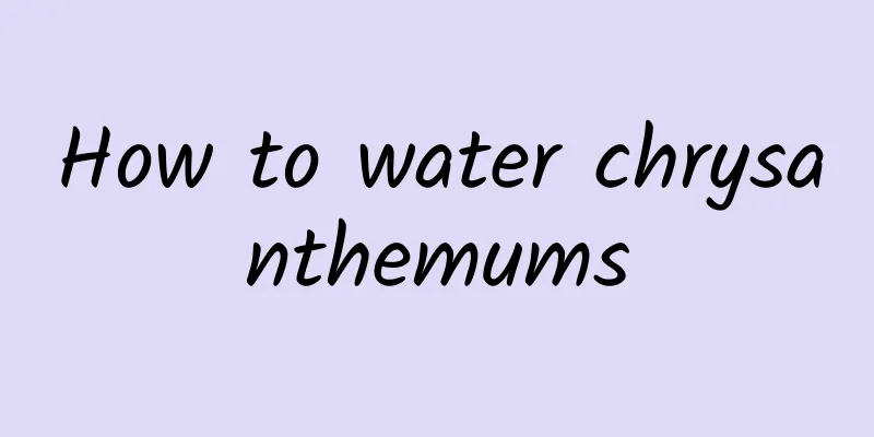 How to water chrysanthemums