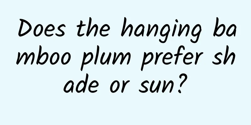 Does the hanging bamboo plum prefer shade or sun?