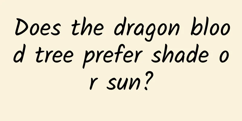 Does the dragon blood tree prefer shade or sun?