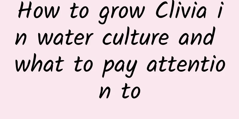 How to grow Clivia in water culture and what to pay attention to
