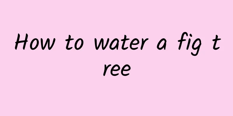How to water a fig tree