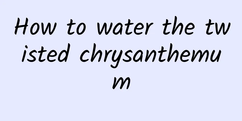 How to water the twisted chrysanthemum