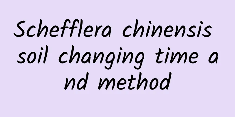 Schefflera chinensis soil changing time and method
