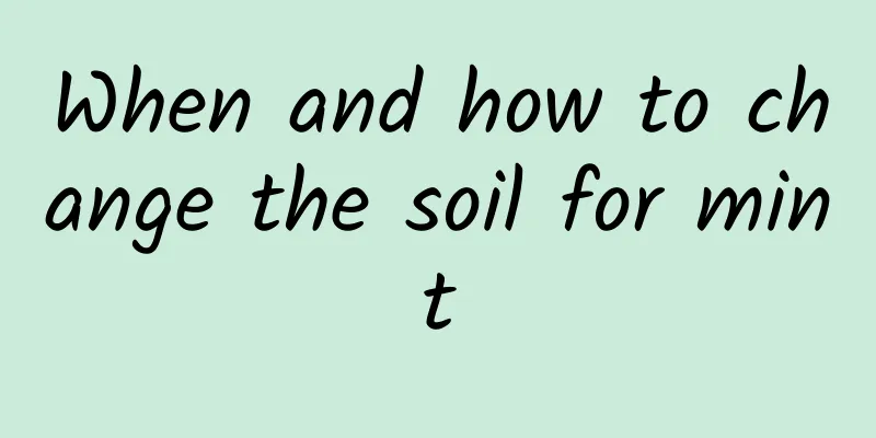 When and how to change the soil for mint