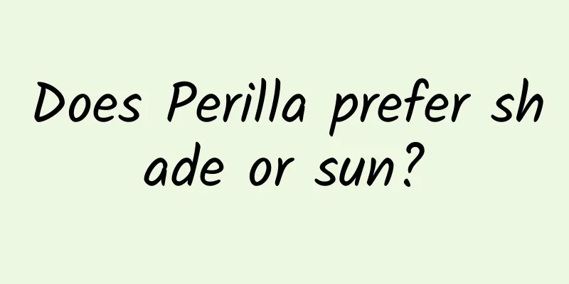 Does Perilla prefer shade or sun?