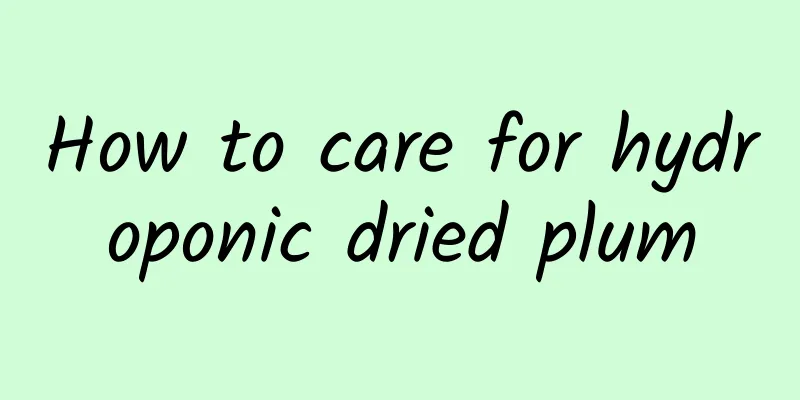 How to care for hydroponic dried plum