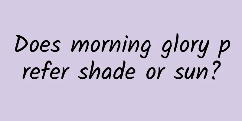 Does morning glory prefer shade or sun?