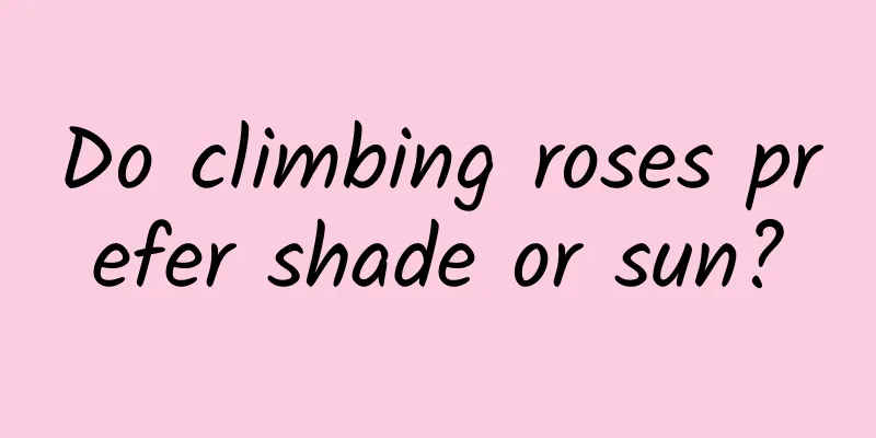 Do climbing roses prefer shade or sun?